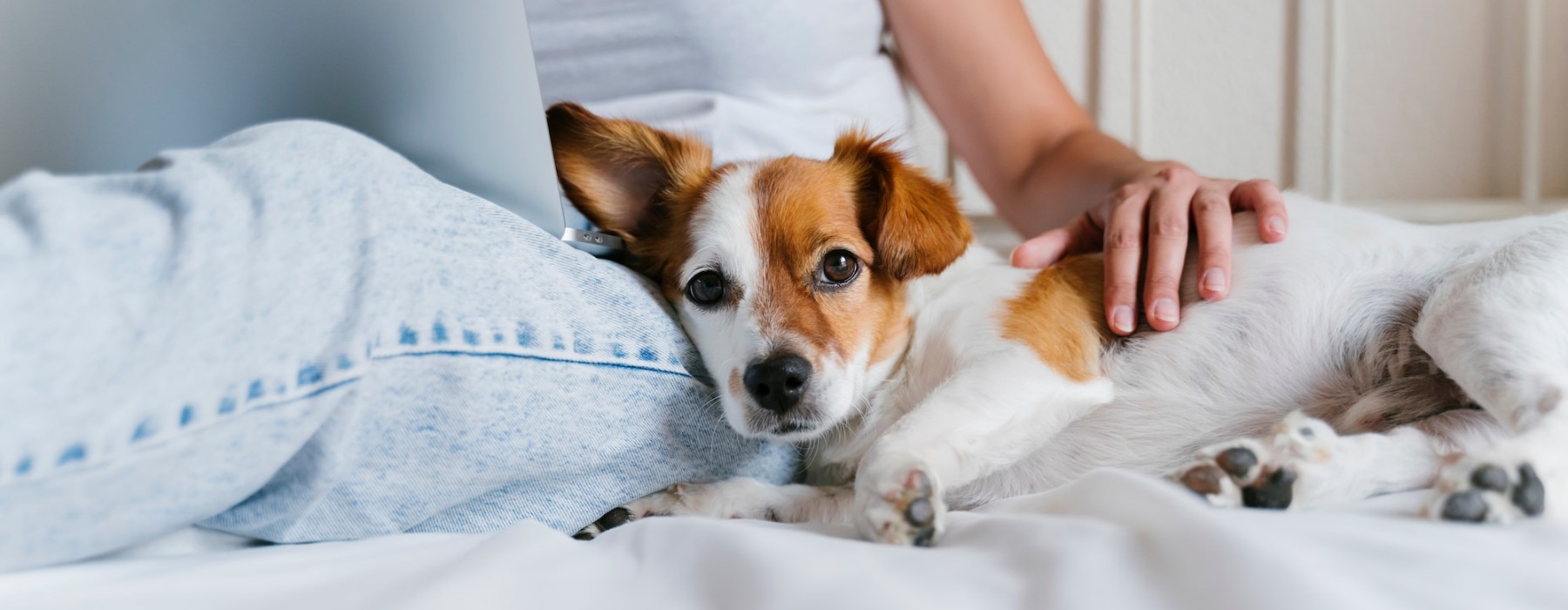 person petting a dog